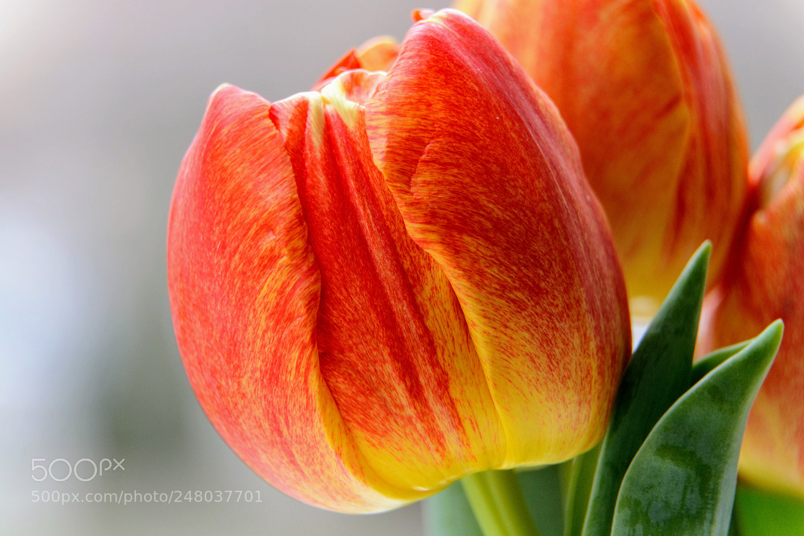 Nikon D5200 sample photo. Tulips love photography