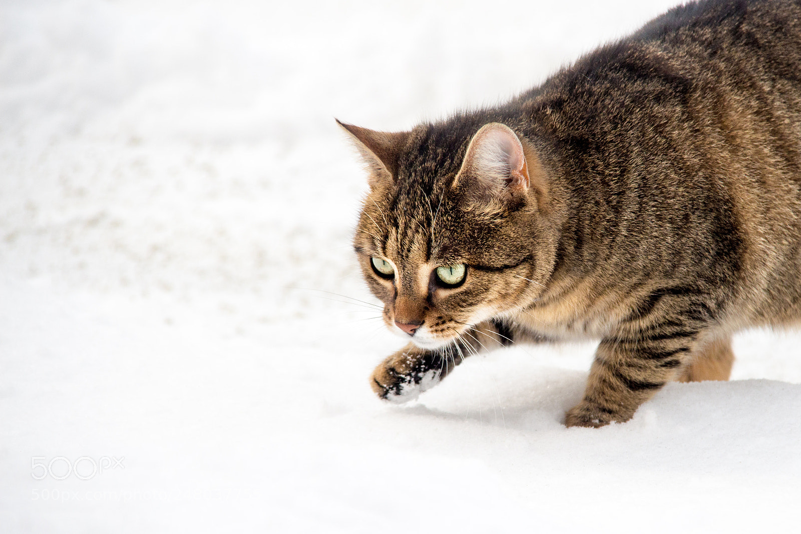 Canon EOS 650D (EOS Rebel T4i / EOS Kiss X6i) sample photo. Hunting in the snow photography