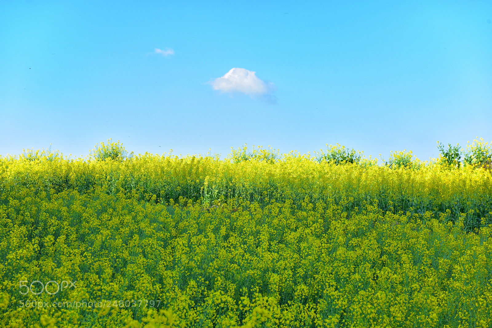 Nikon D810 sample photo. Untitled photography
