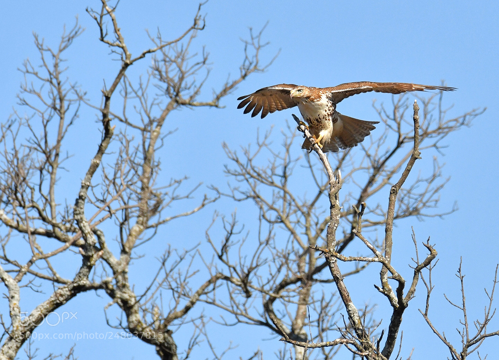 Nikon D500 sample photo. Young hawk photography