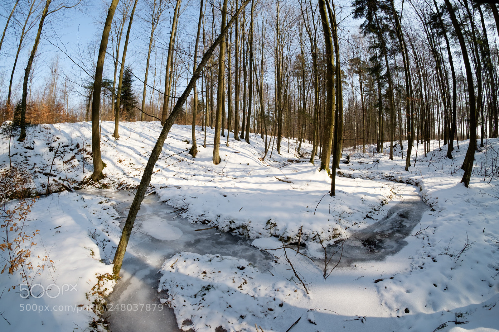 Fujifilm X-E2 sample photo. Forest photography
