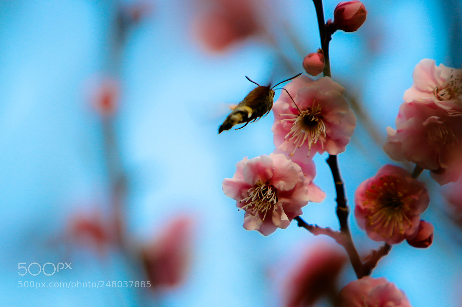 Canon EOS 700D (EOS Rebel T5i / EOS Kiss X7i) sample photo. Untitled photography