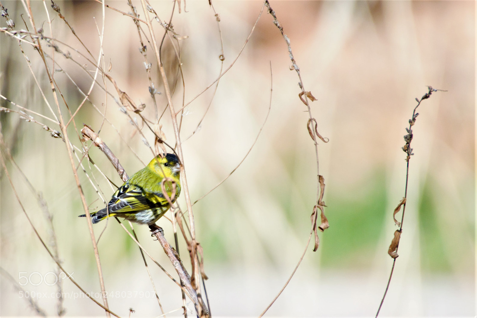 Nikon D800 sample photo. Eurasian siskin photography