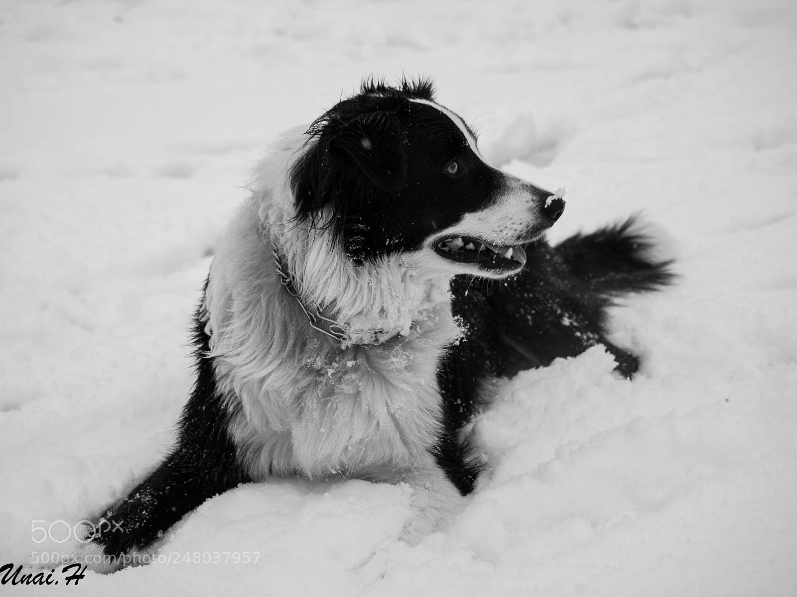 Olympus E-520 (EVOLT E-520) sample photo. Border collie nieve photography