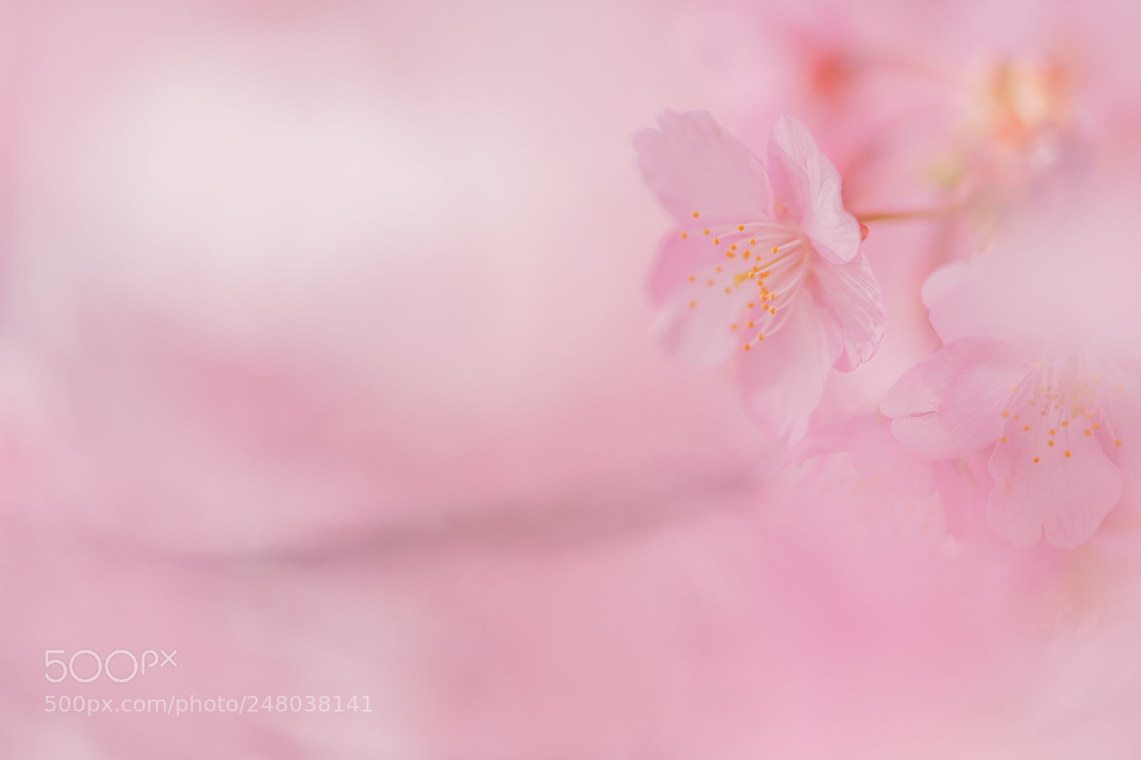 Sony a7 II sample photo. Cherry blossom photography