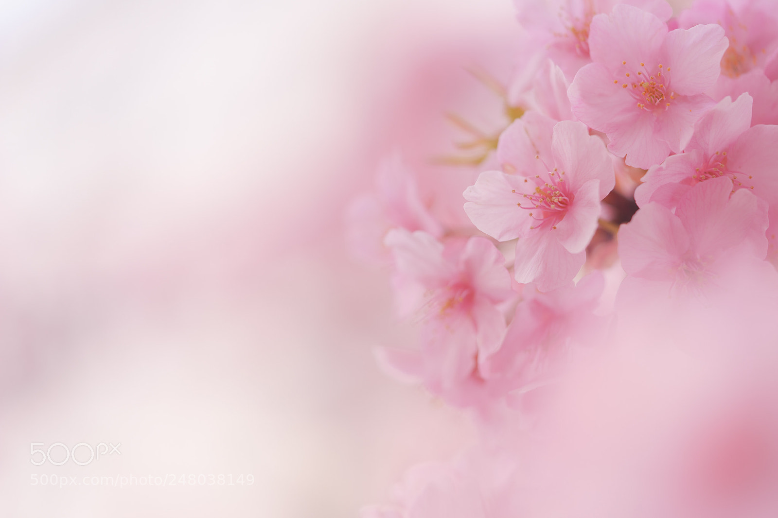 Sony a7 II sample photo. Cherry blossom photography