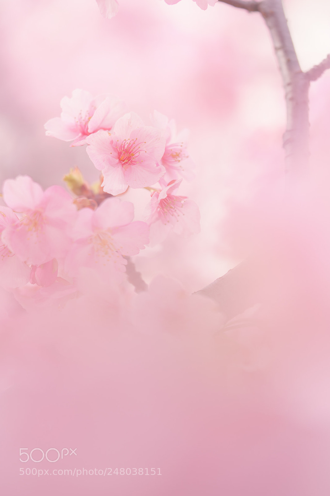 Sony a7 II sample photo. Cherry blossom photography