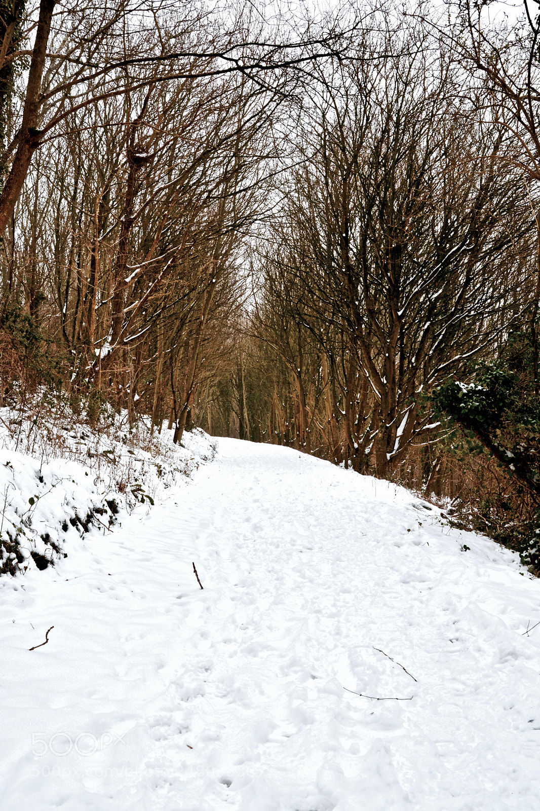 Nikon D5200 sample photo. Snowy woodland photography