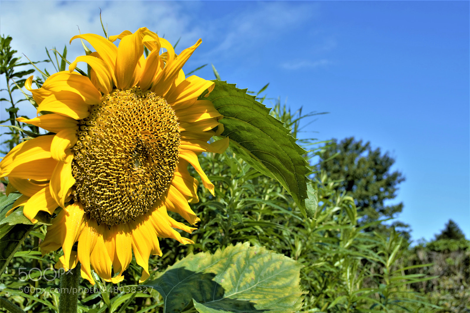 Nikon D7100 sample photo. Sunflower photography