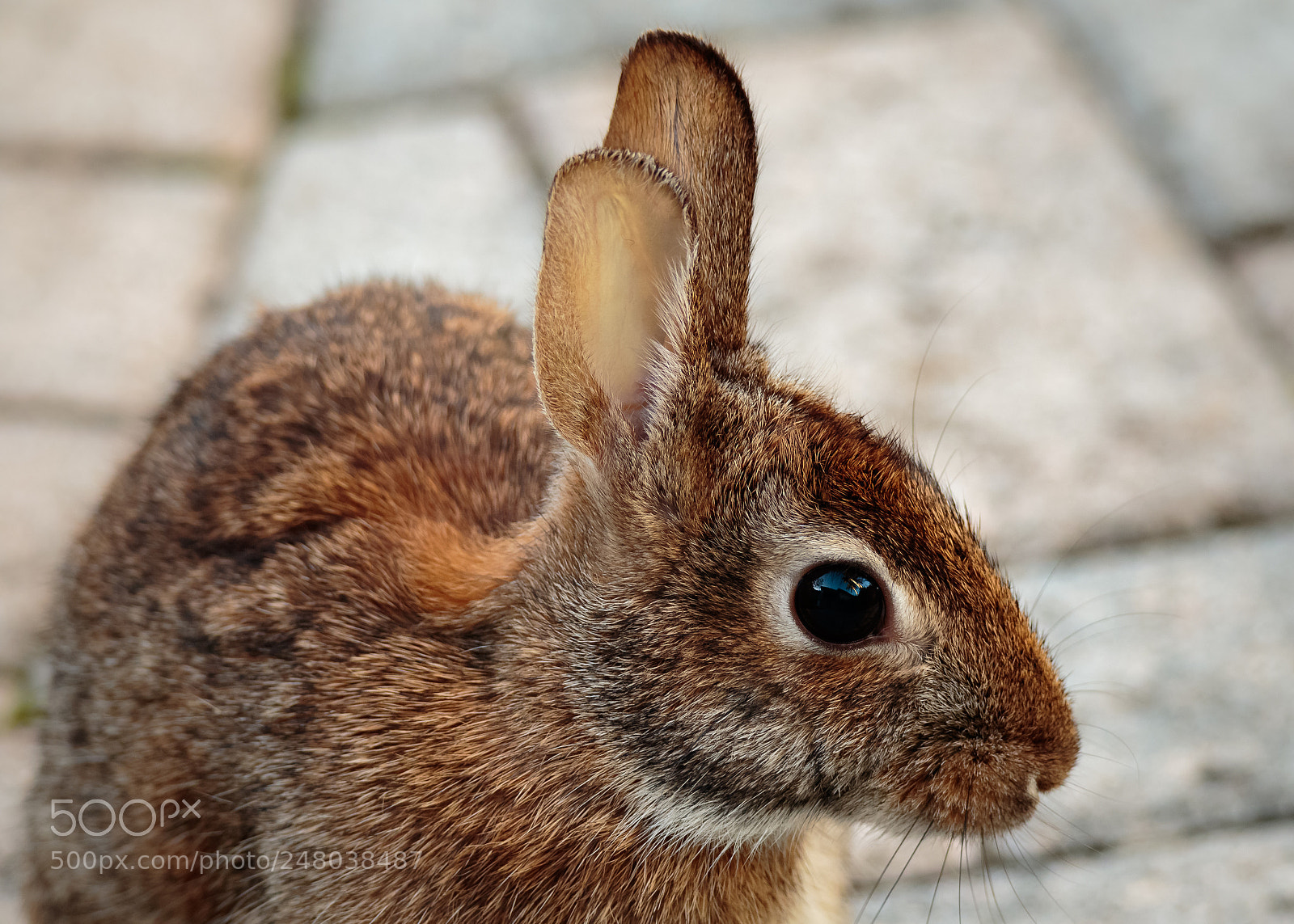 Canon EOS 7D Mark II sample photo. Momma photography