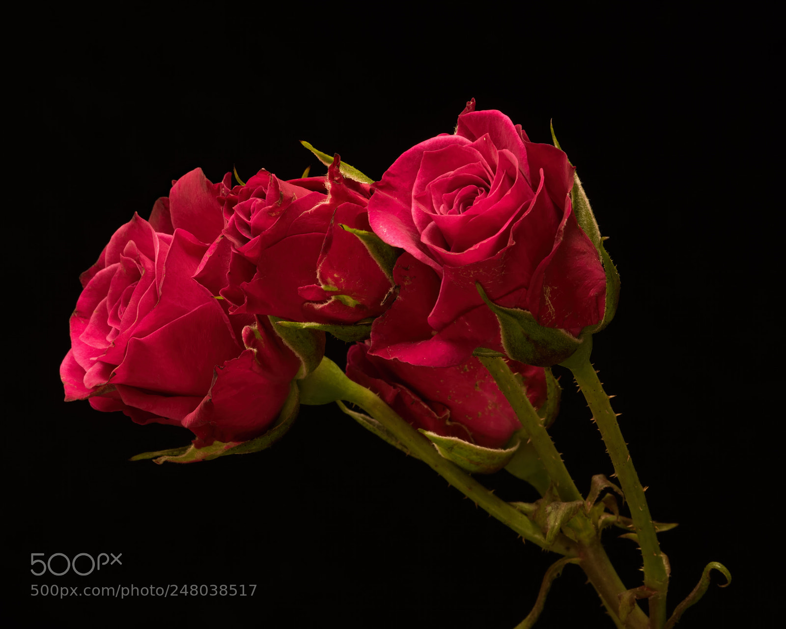Nikon D810 sample photo. Red spray roses 1203 photography