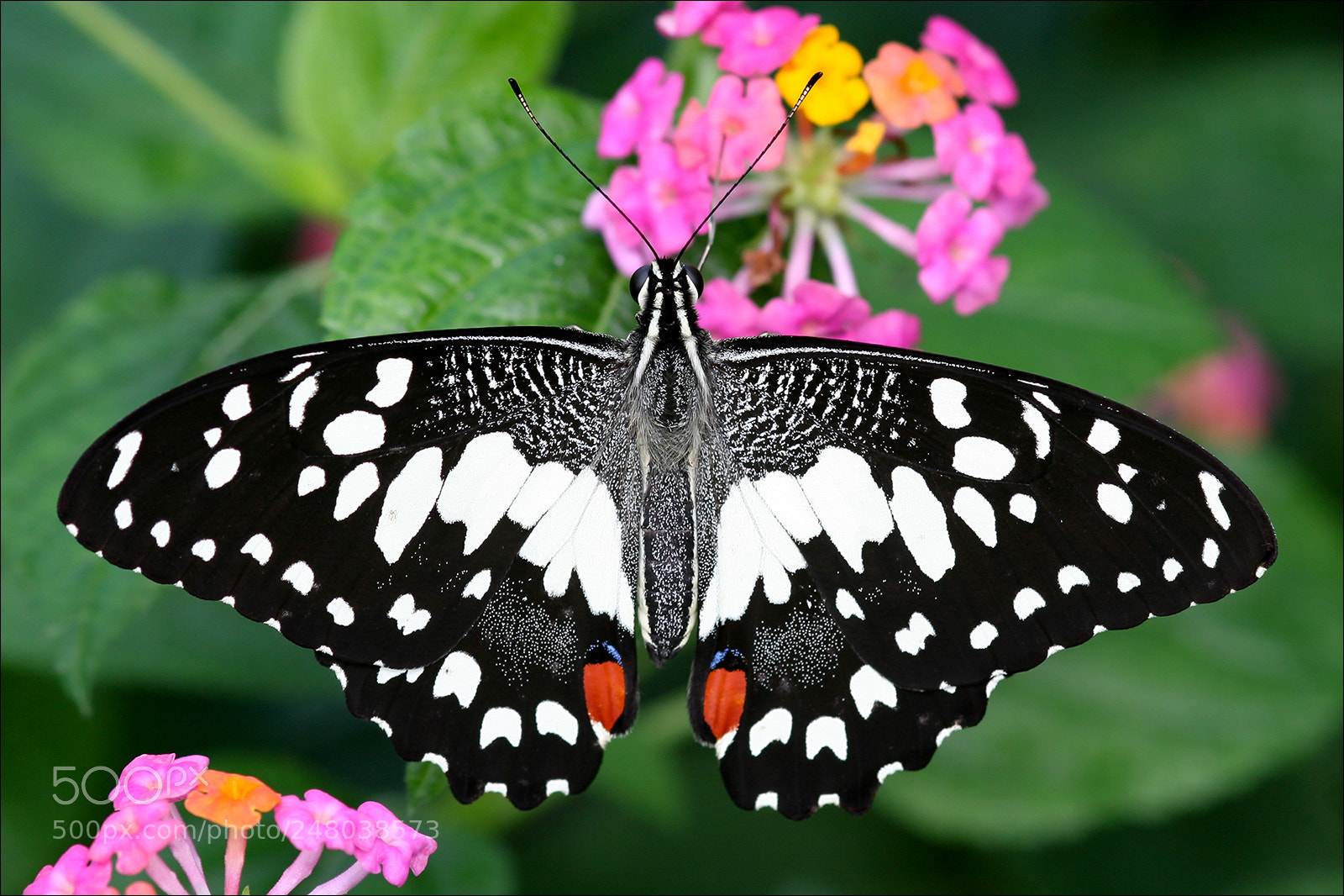 Canon EOS 20D sample photo. Butterfly photography