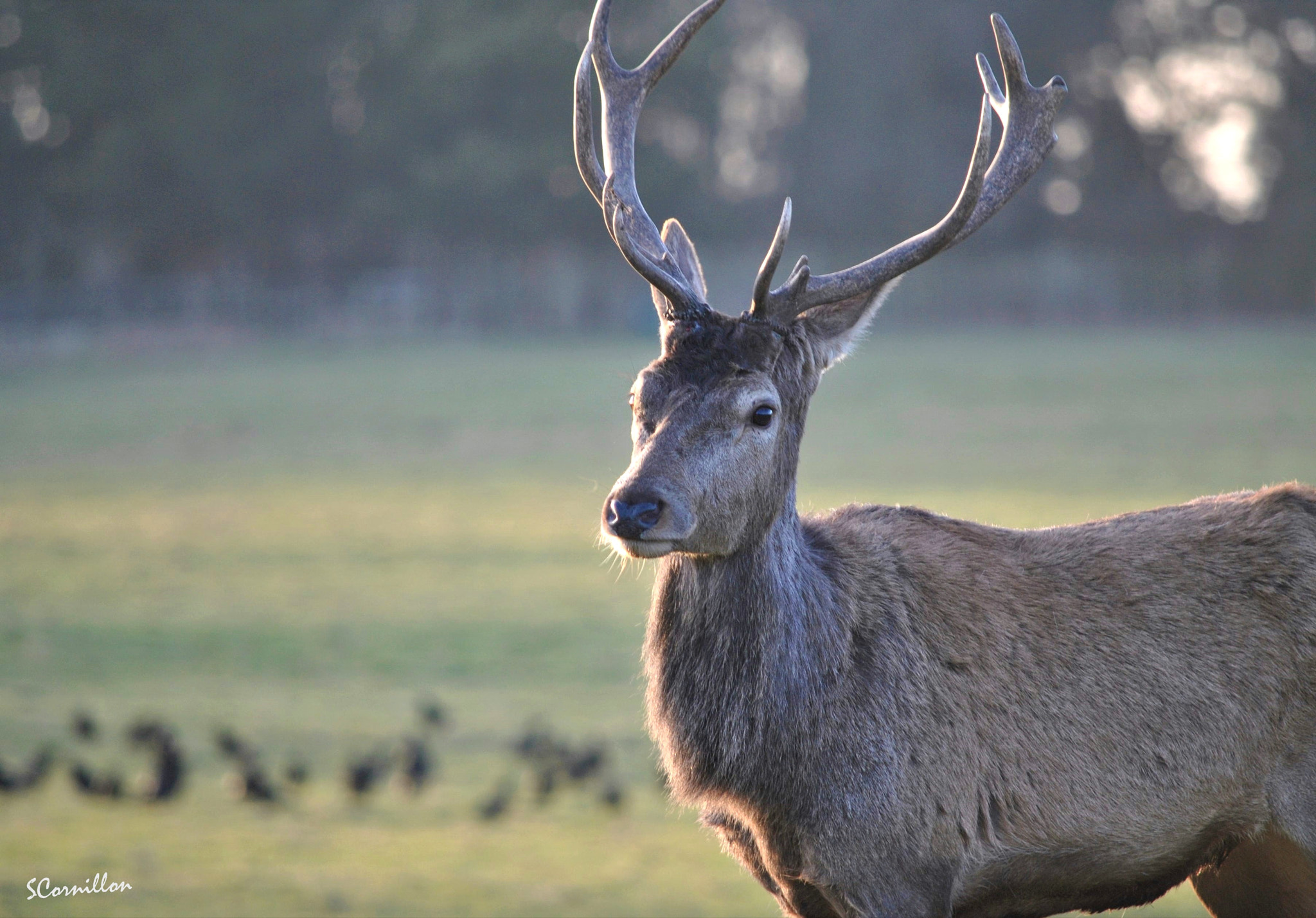 Nikon D3000 sample photo. Buck portrait 2 - wollaton hall and deer park, uk photography