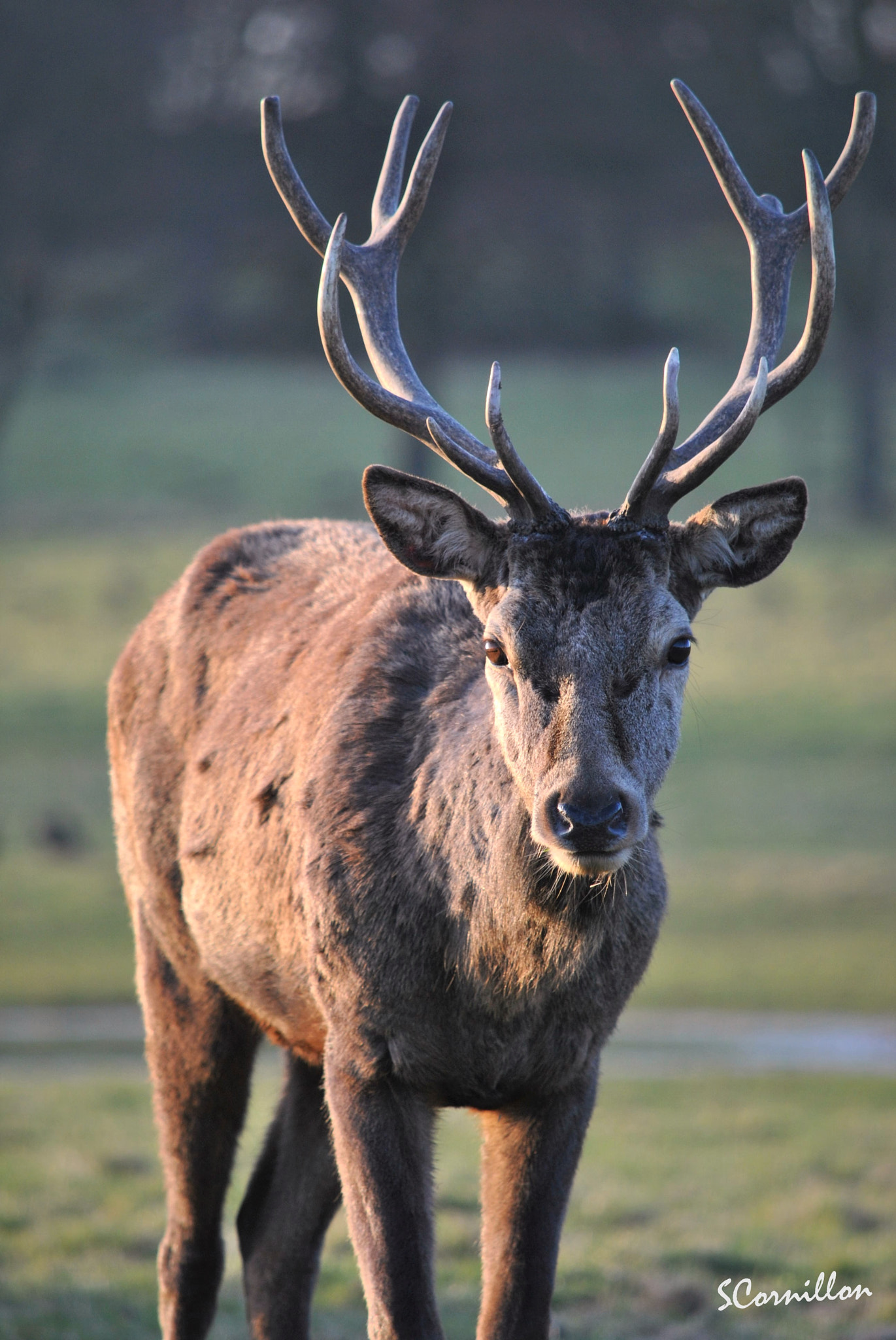 Nikon D3000 sample photo. Buck portrait - wollaton hall and deer park, uk photography