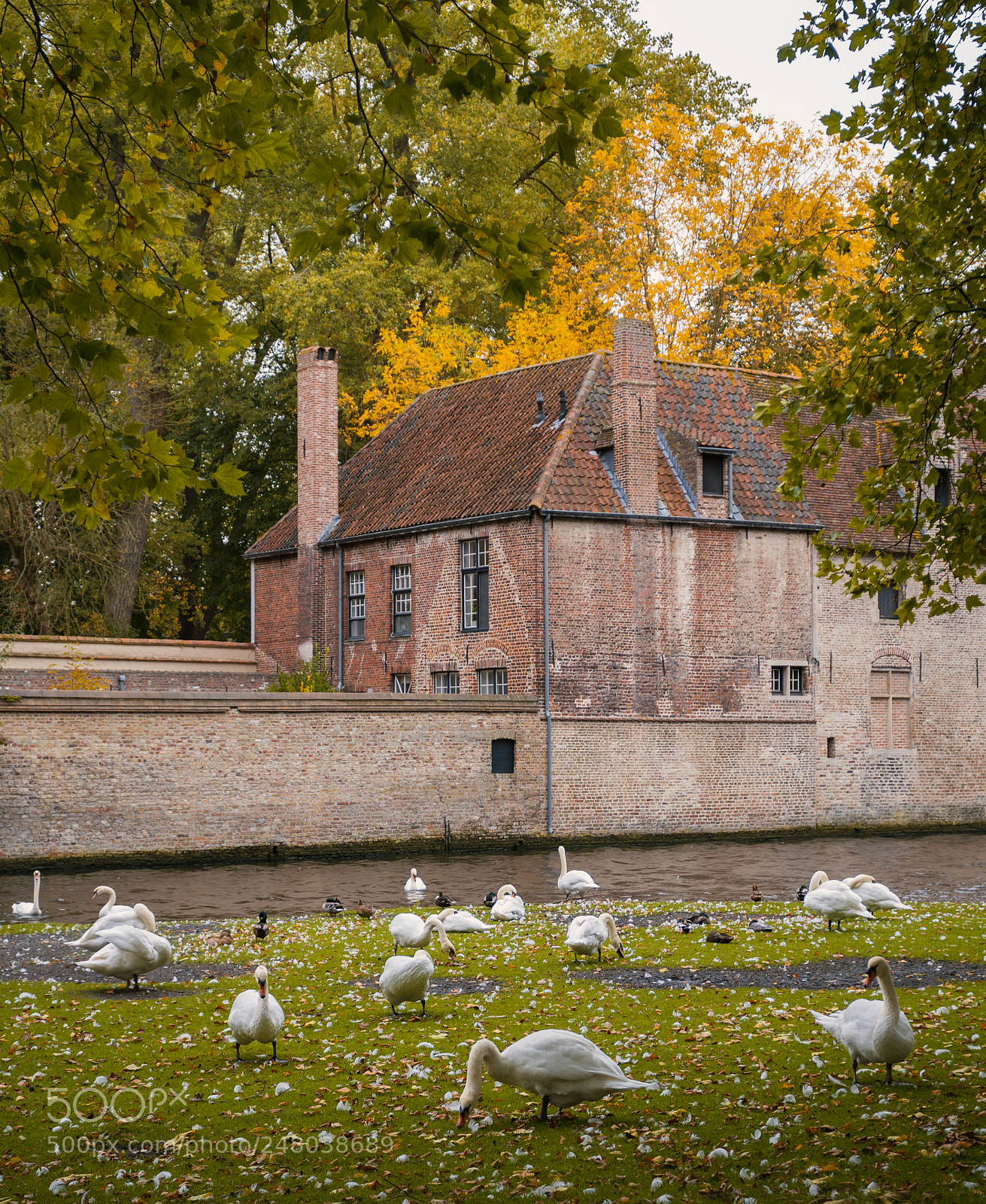 Sony a6300 sample photo. Swans in bruges photography