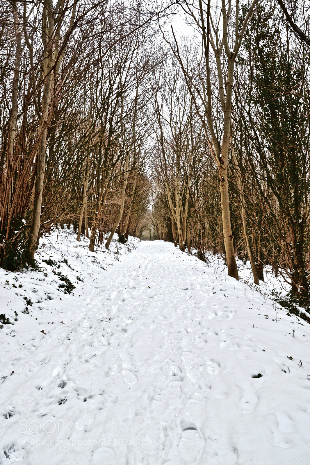 Nikon D5200 sample photo. Snowy woodland photography