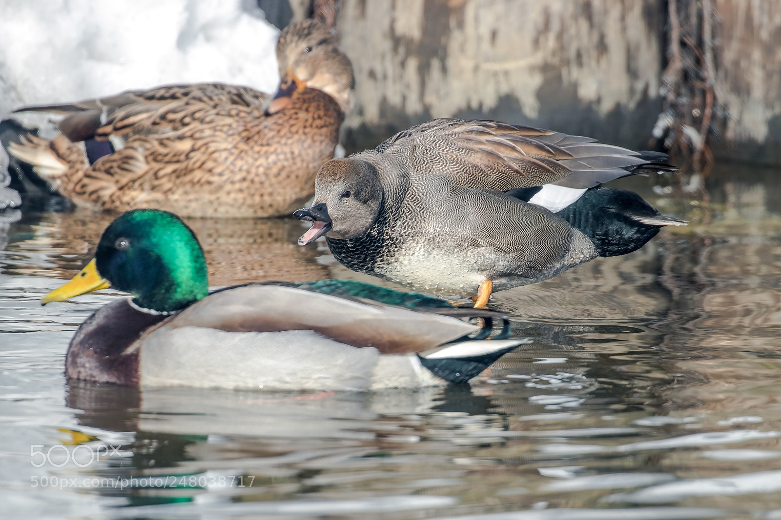 Canon EOS 80D sample photo. The gadwall scolds mallard photography