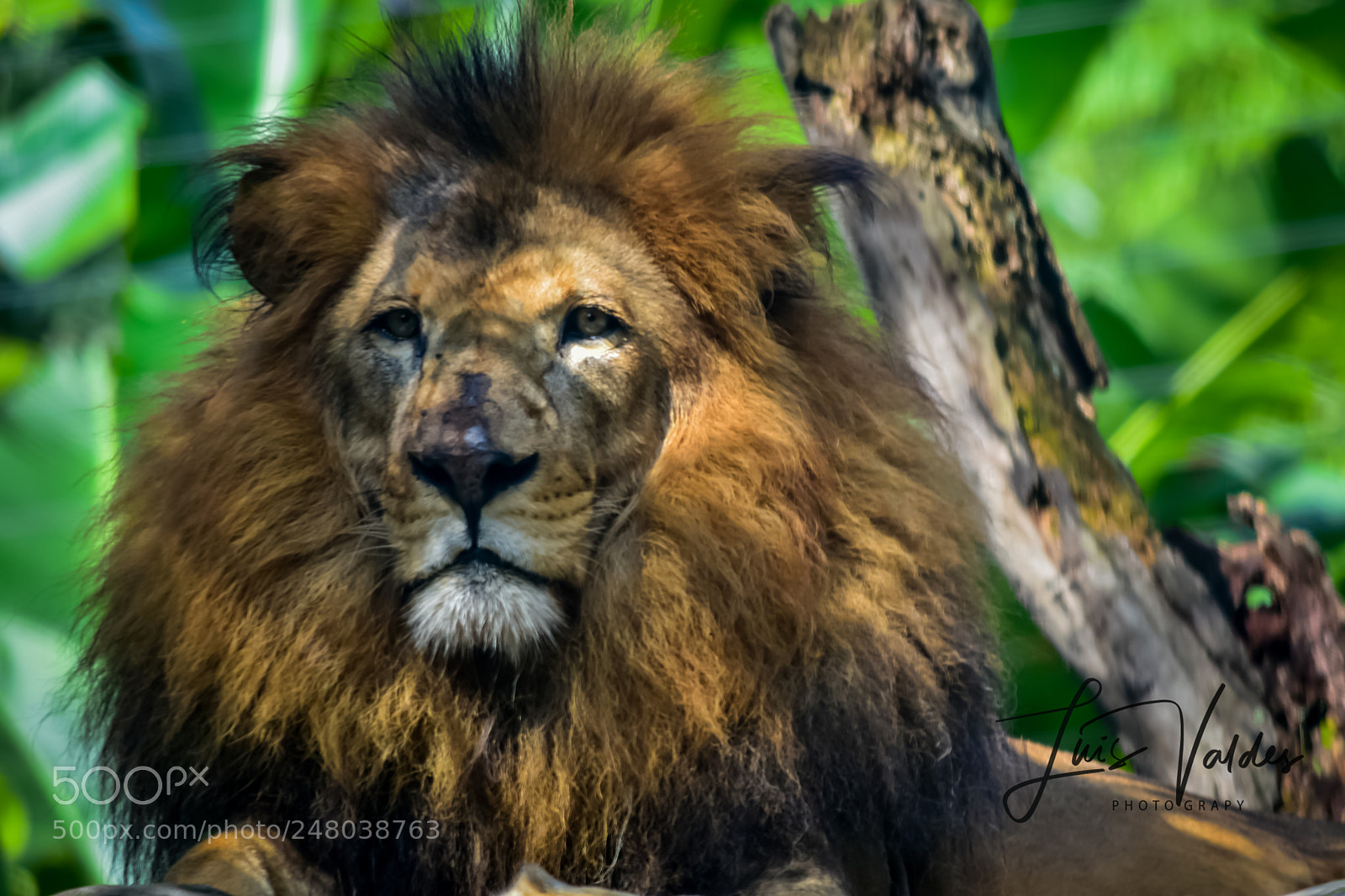 Nikon D7200 sample photo. The king photography