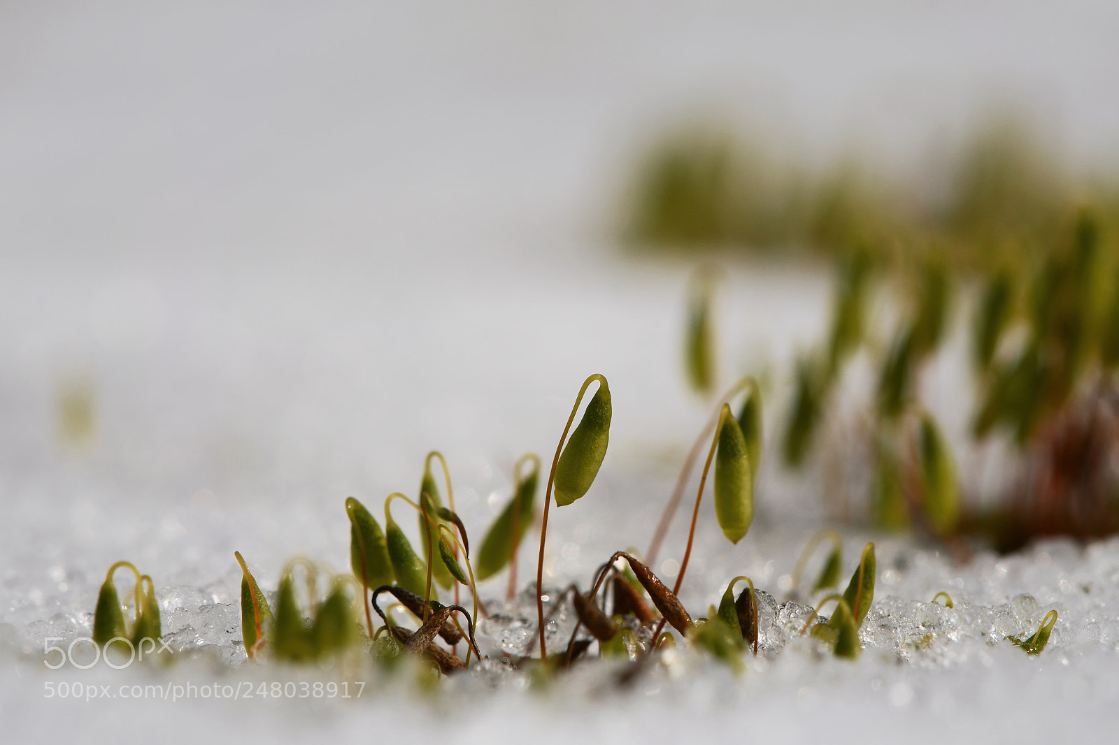 Nikon D7500 sample photo. Green and white photography