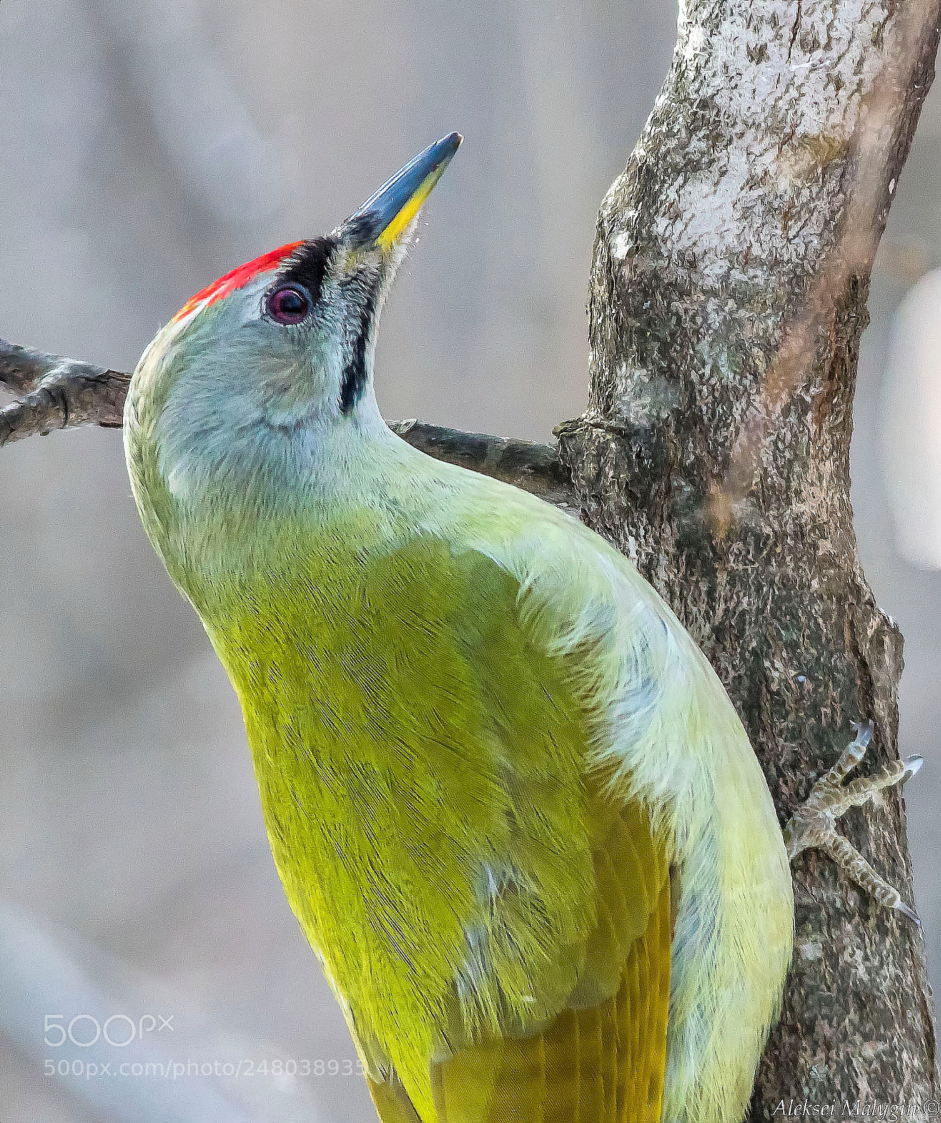 Canon EOS 7D Mark II sample photo. Gray-green woodpecker photography