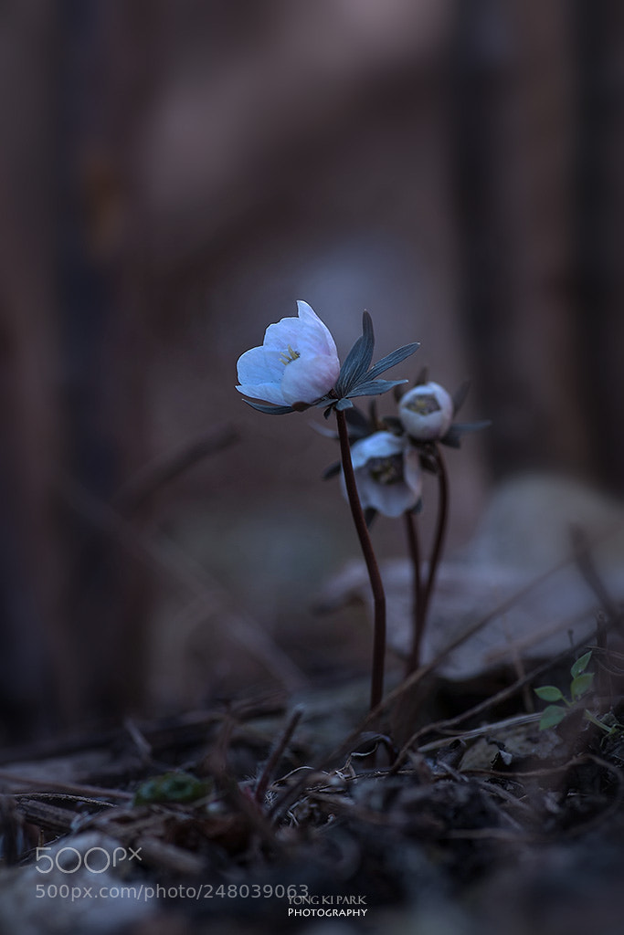 Pentax K-1 sample photo. Early spring at the photography