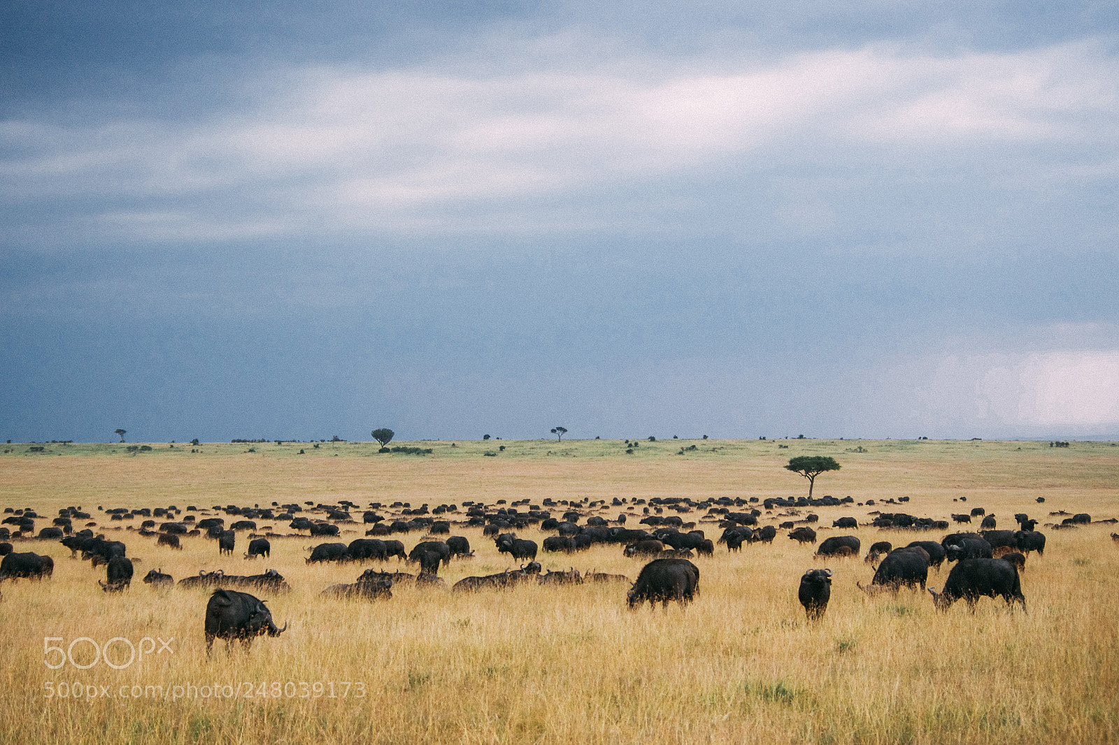 Pentax K-5 sample photo. The habitat of baffalo photography