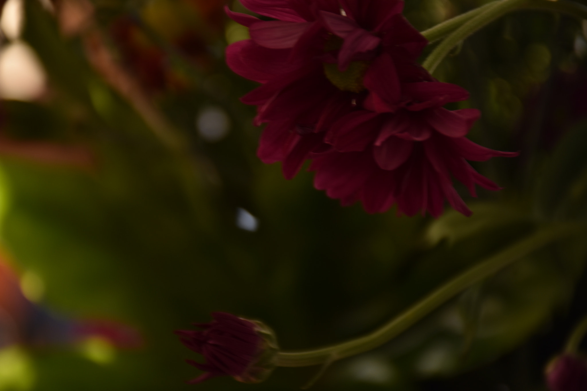 Nikon D3400 sample photo. Purple flower ... photography