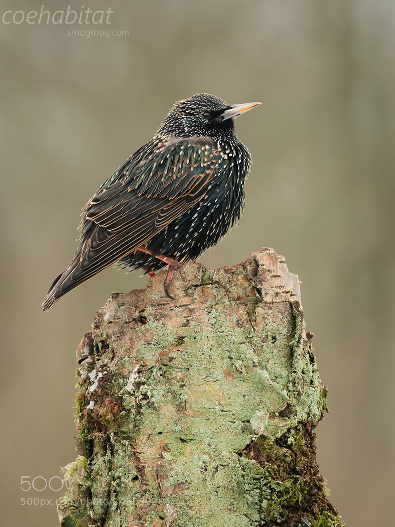Nikon D800 sample photo. The starling photography