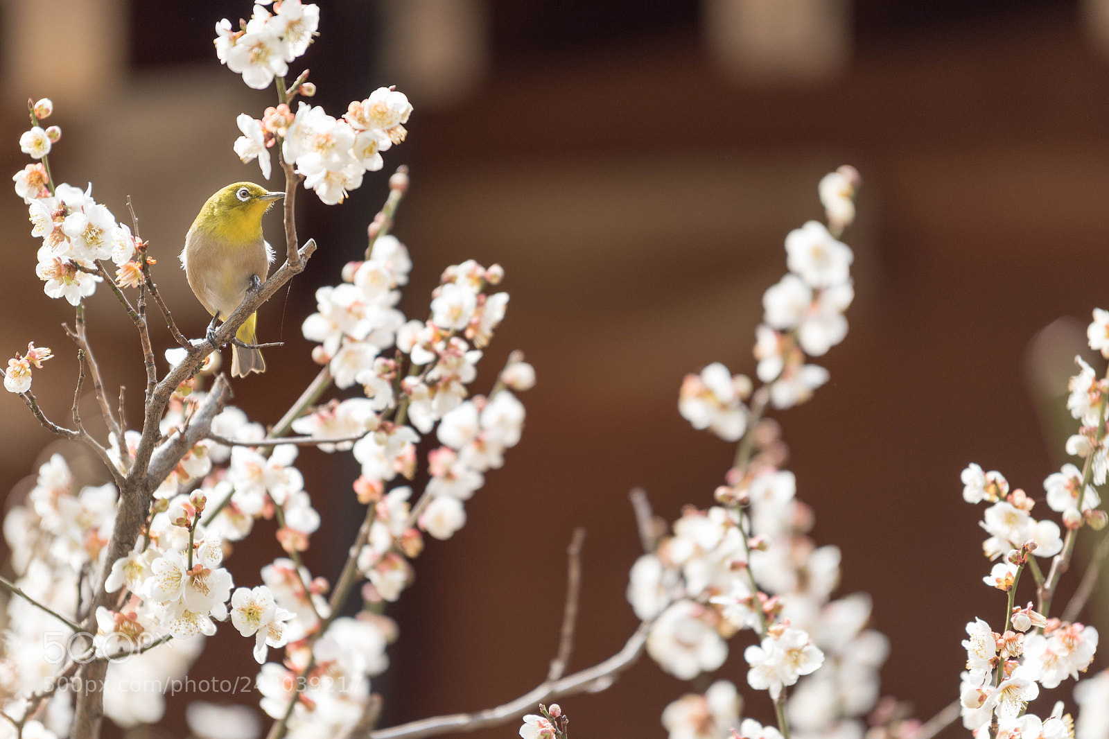 Nikon D810 sample photo. Untitled photography