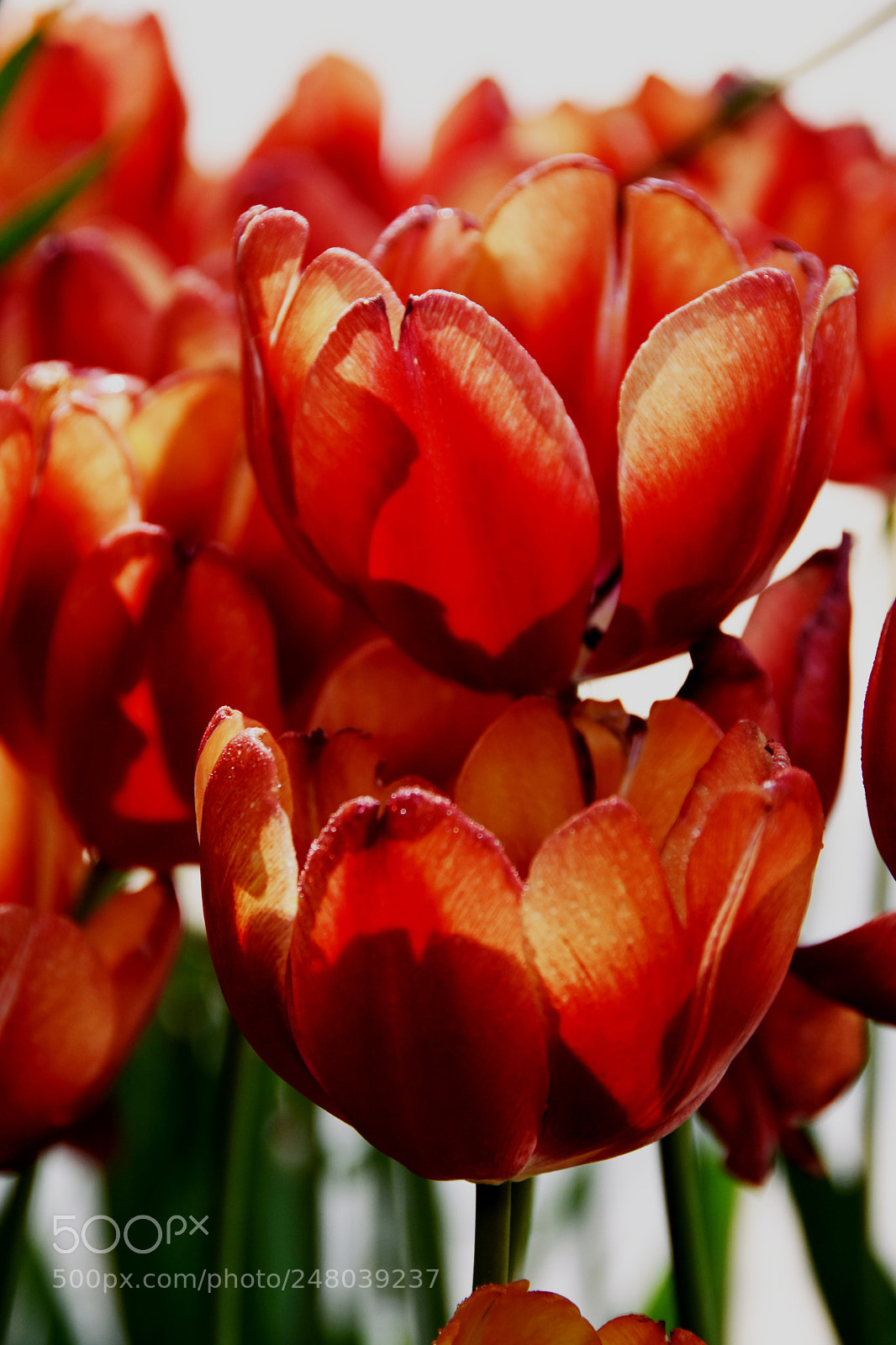 Nikon D7200 sample photo. Flower photography