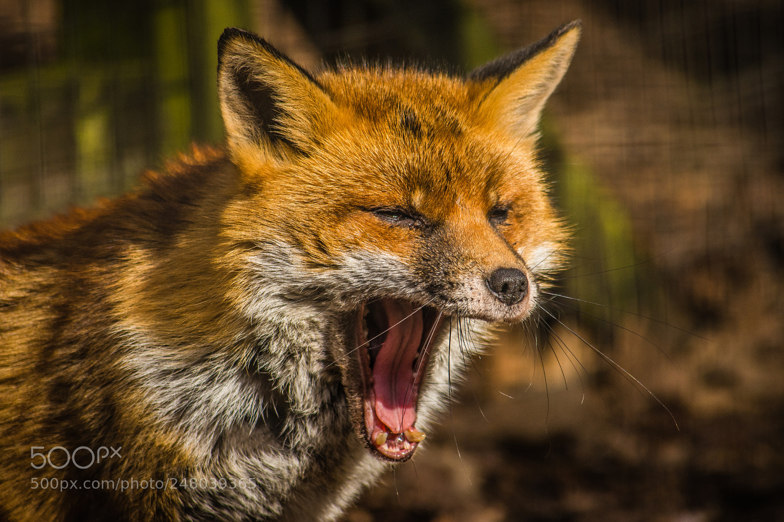 Nikon D7200 sample photo. Mr fox photography