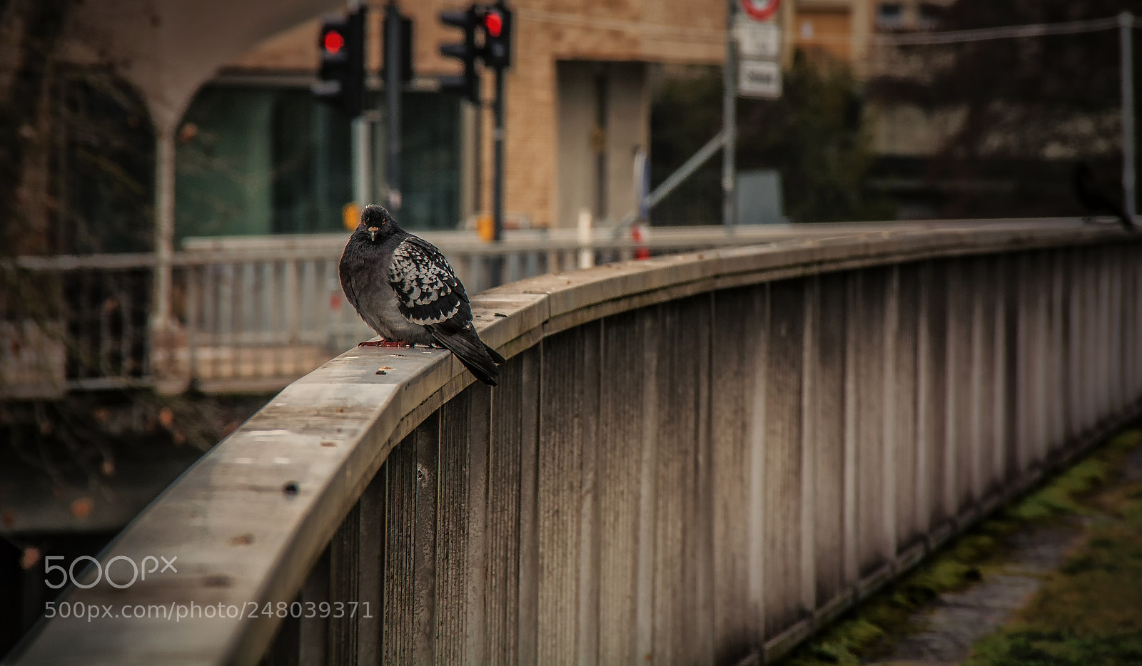Nikon D7100 sample photo. Urban wildlife photography