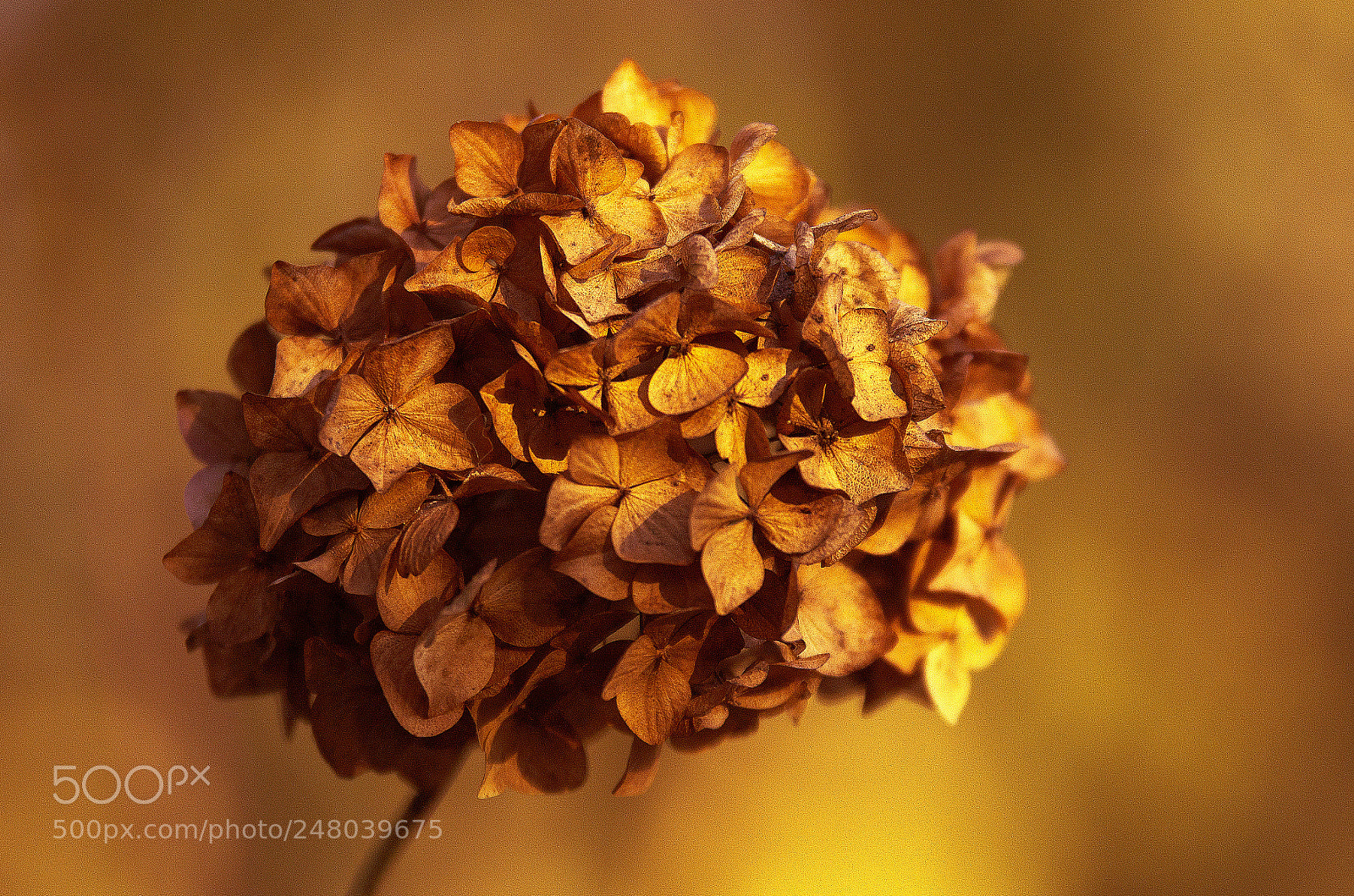 Nikon D5100 sample photo. Autumn emotion photography