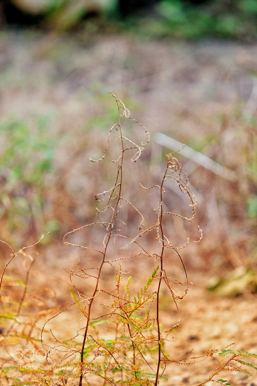 Fujifilm X-T20 sample photo. Dry photography