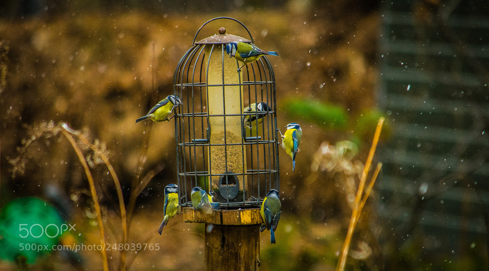 Nikon D7200 sample photo. Feeding time photography