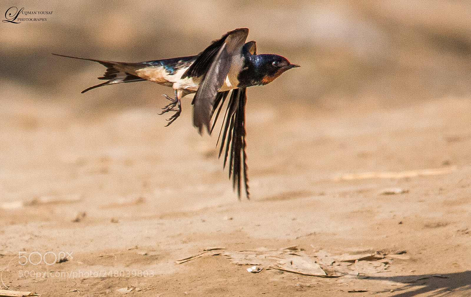 Canon EOS 40D sample photo. Swallow photography