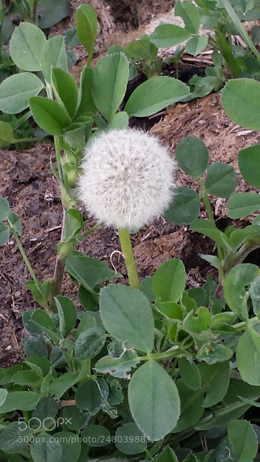 Samsung Galaxy S4 sample photo. Real nature photography