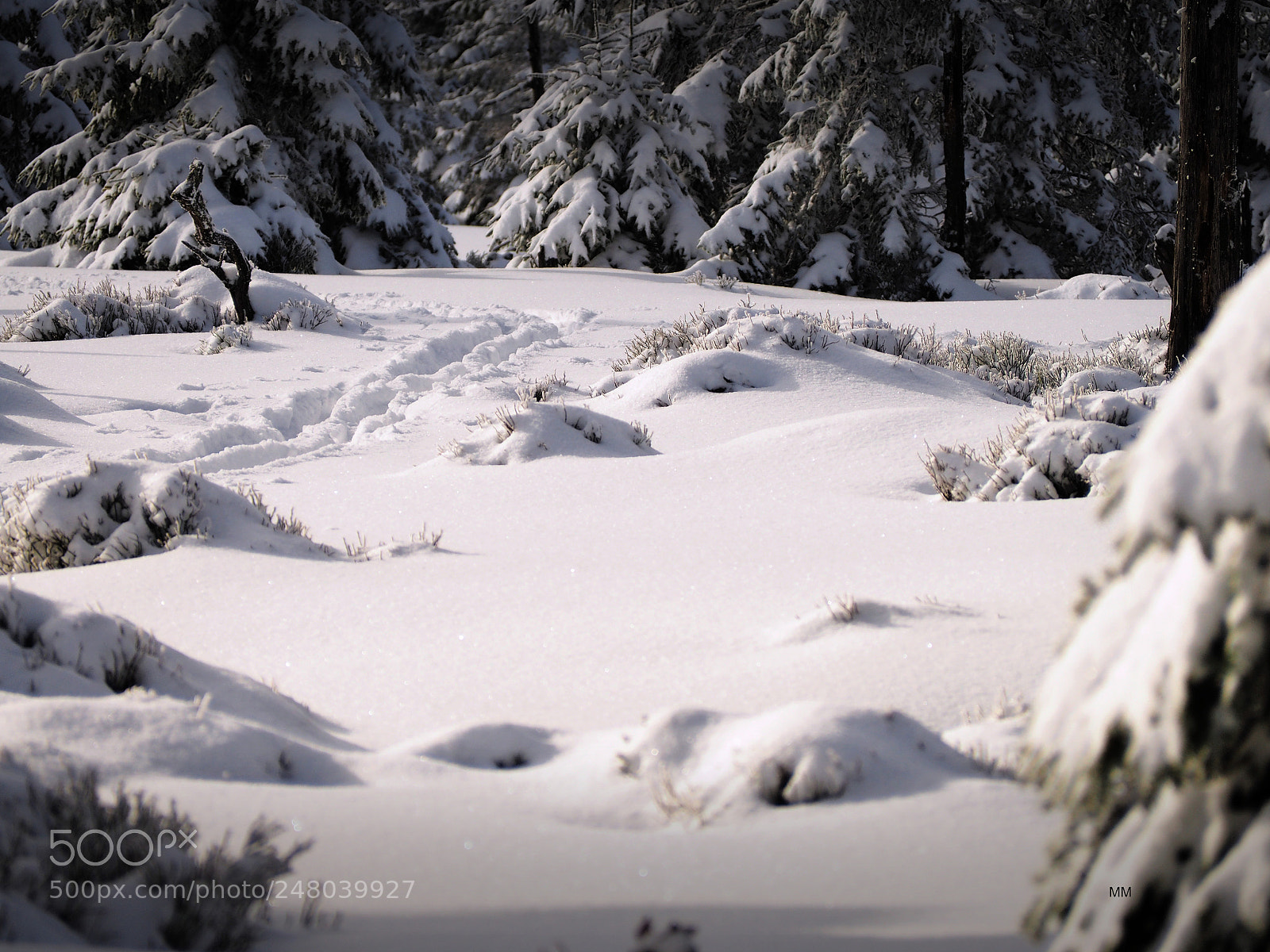Olympus OM-D E-M10 sample photo. Off trail photography