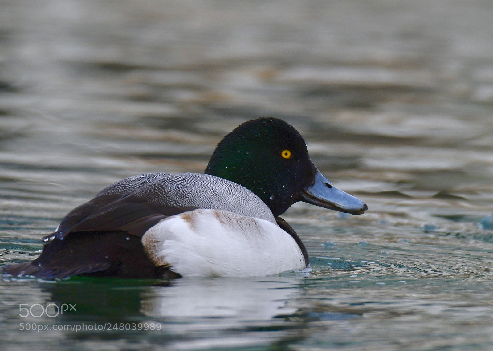 Nikon D850 sample photo. Male lesser scaup duck 公斑背潛鴨 photography