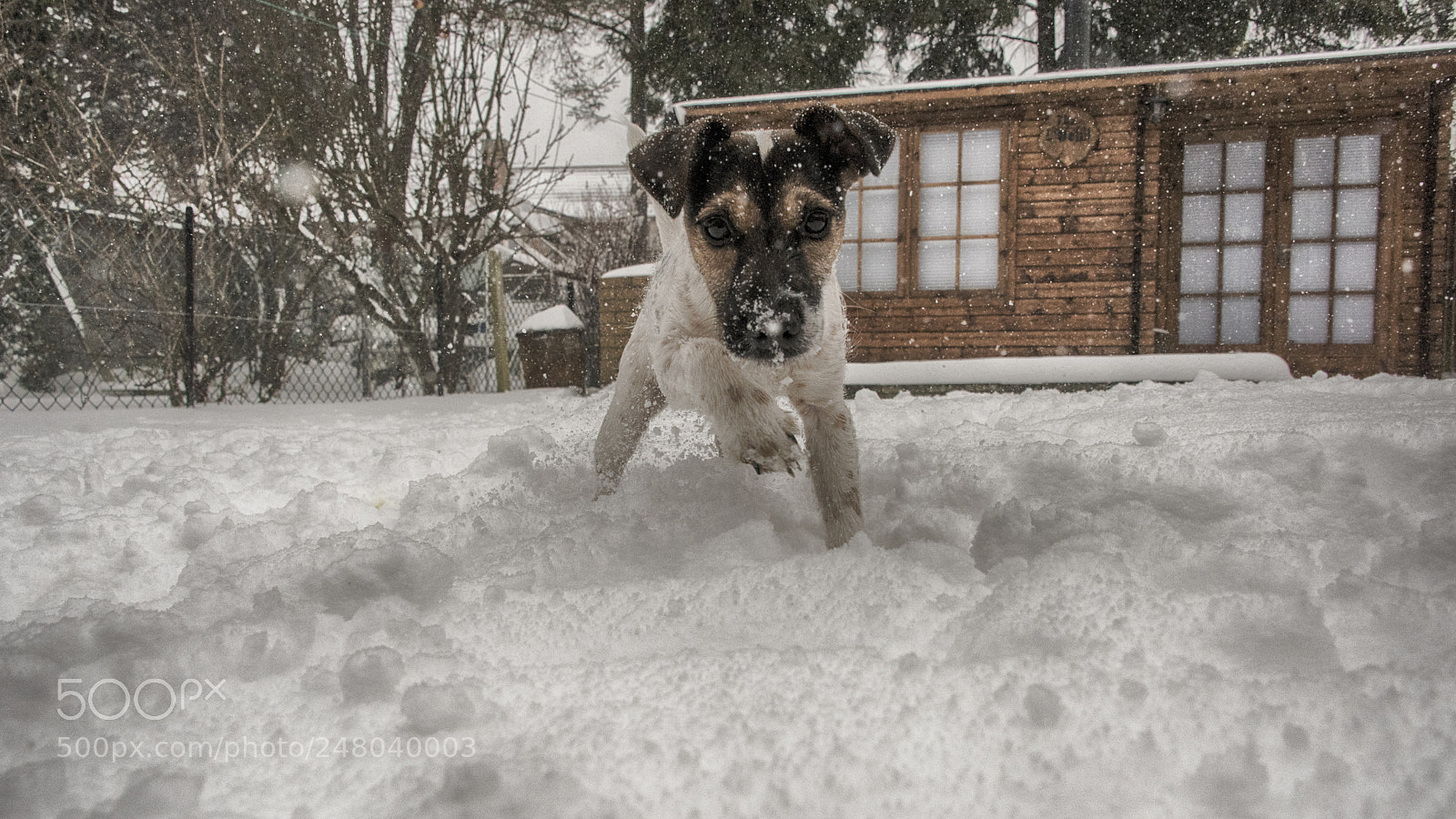 Nikon D810 sample photo. #eddiethejackrussell photography