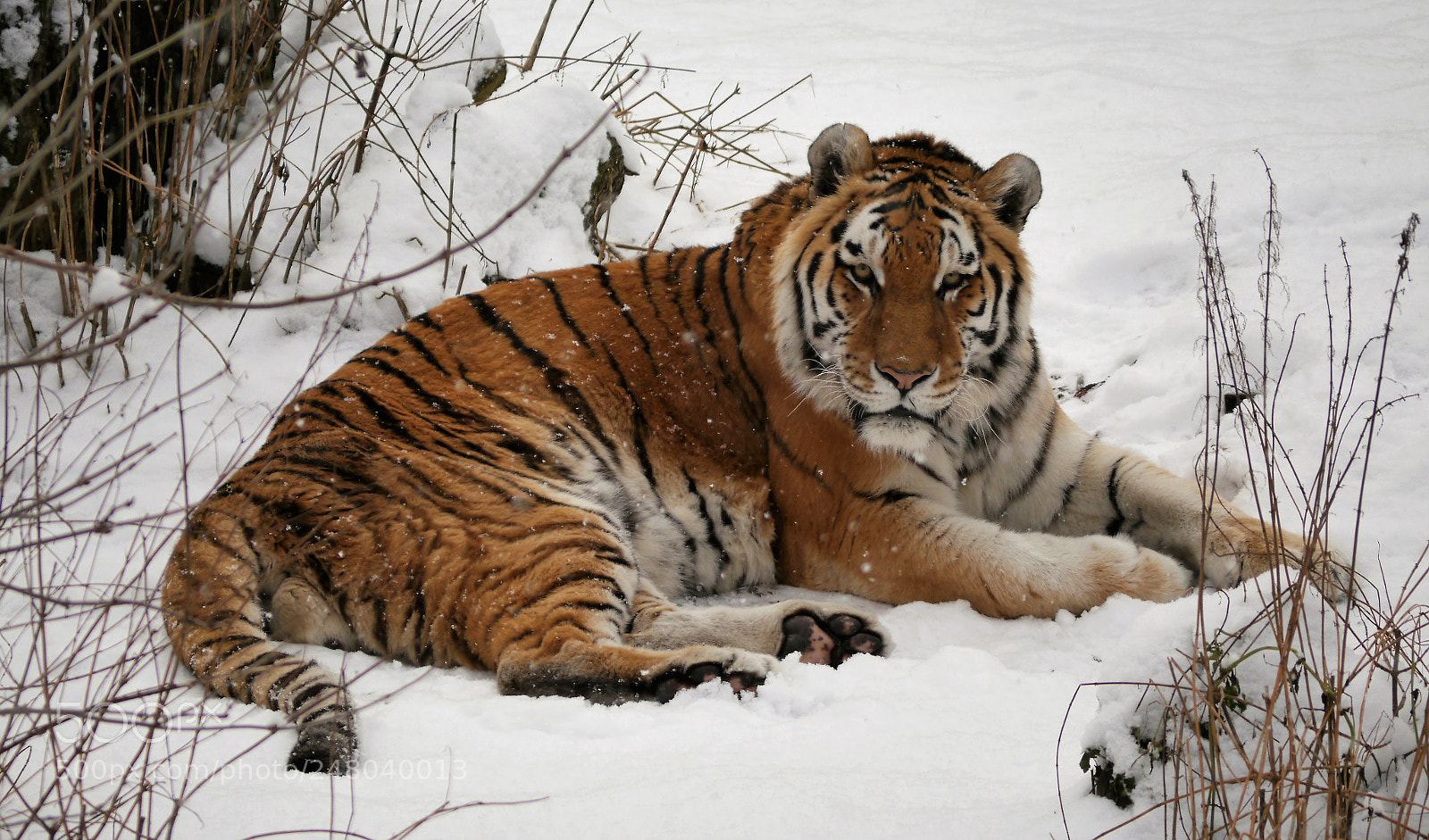 Panasonic Lumix DMC-G5 sample photo. Tiger photography