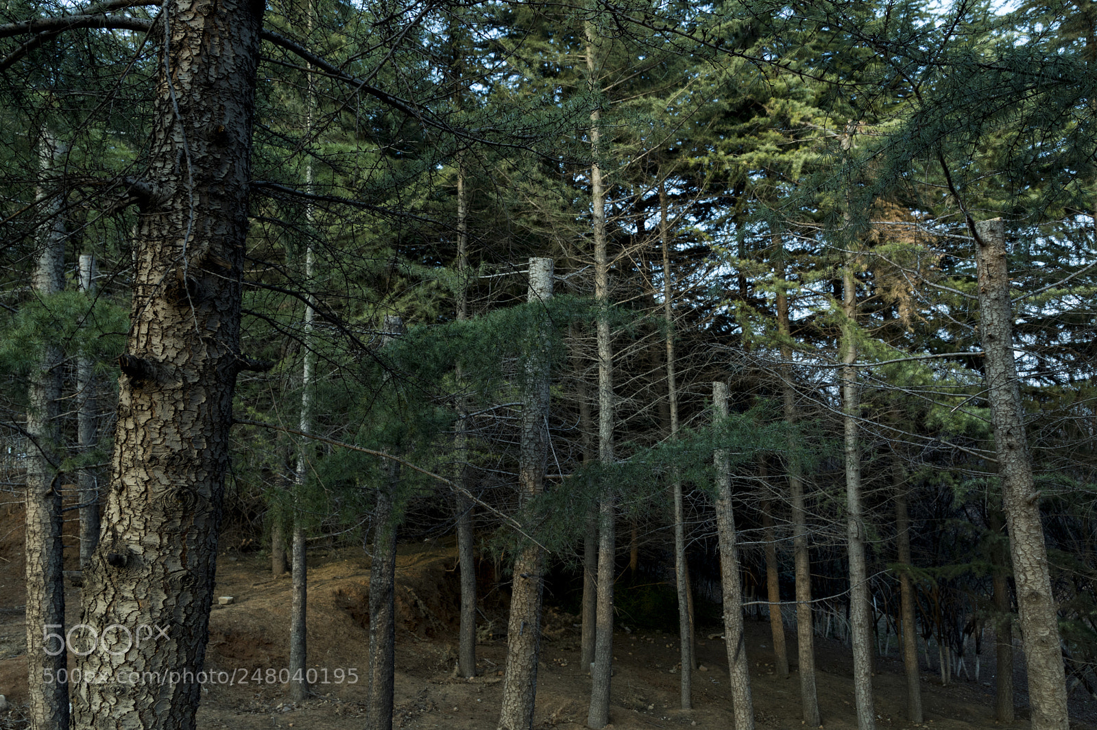 Nikon D7200 sample photo. Untitled photography