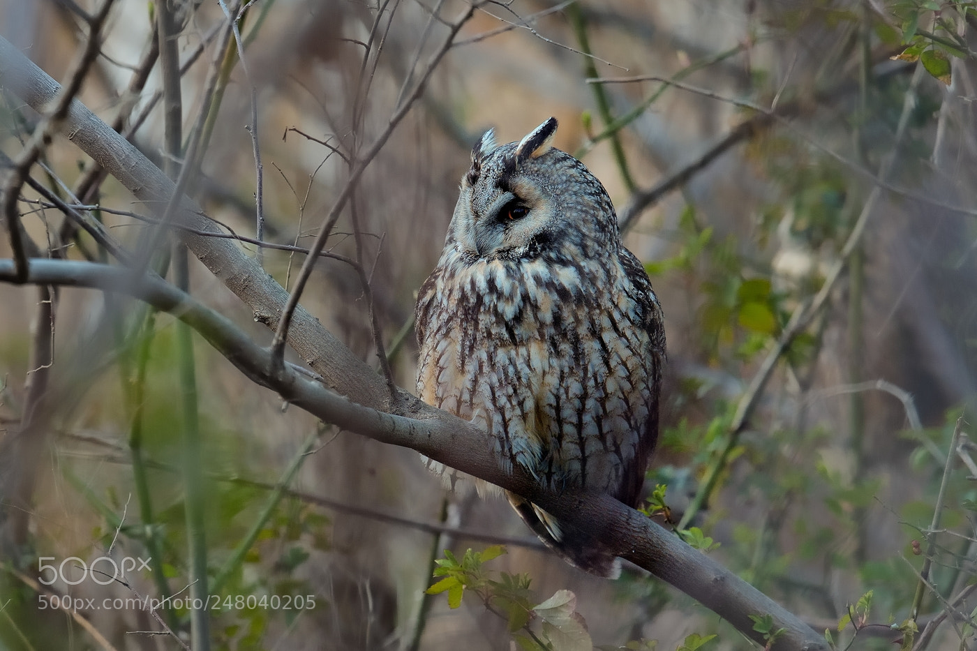 Nikon D500 sample photo. Long-eared owl @ 18:10 photography