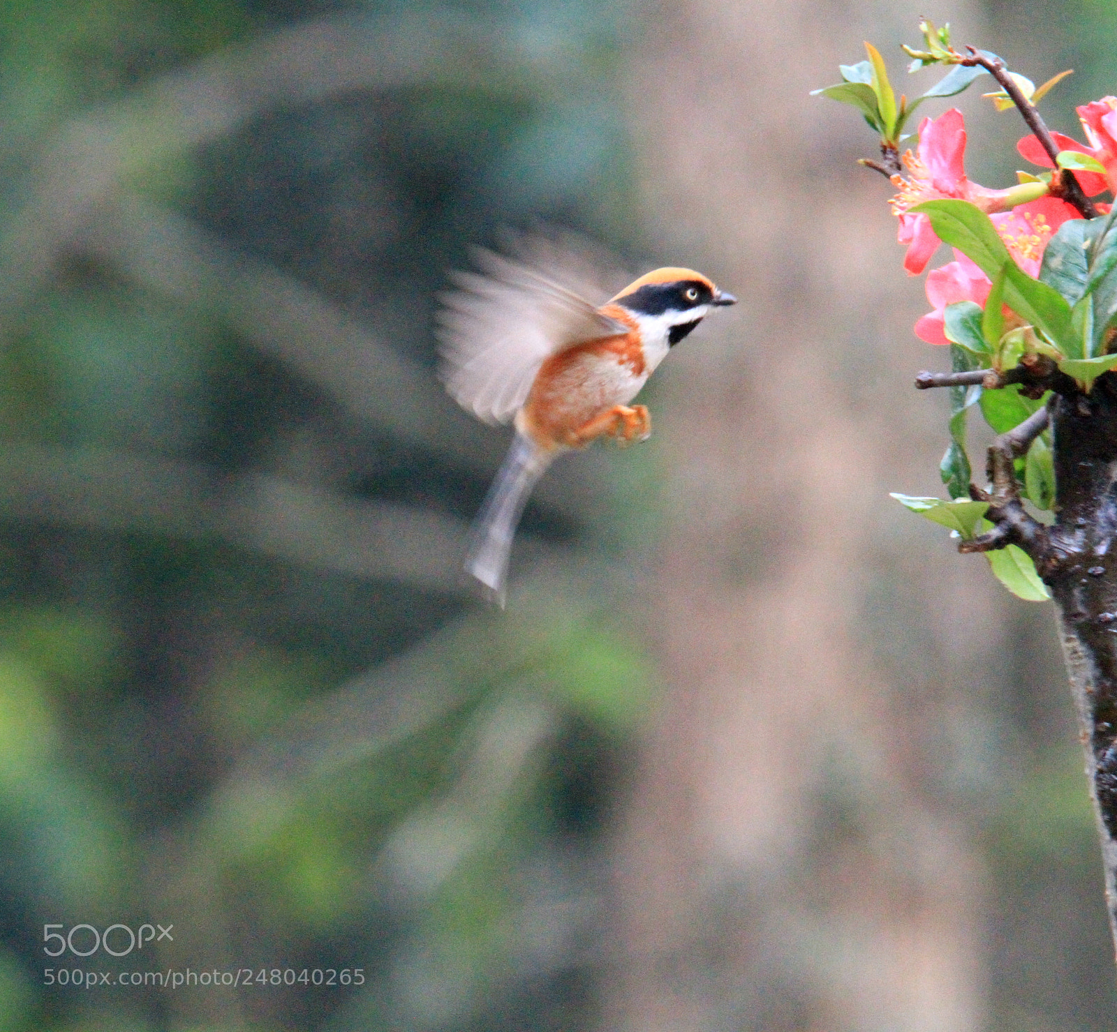 Canon EOS 7D sample photo. 小小 photography