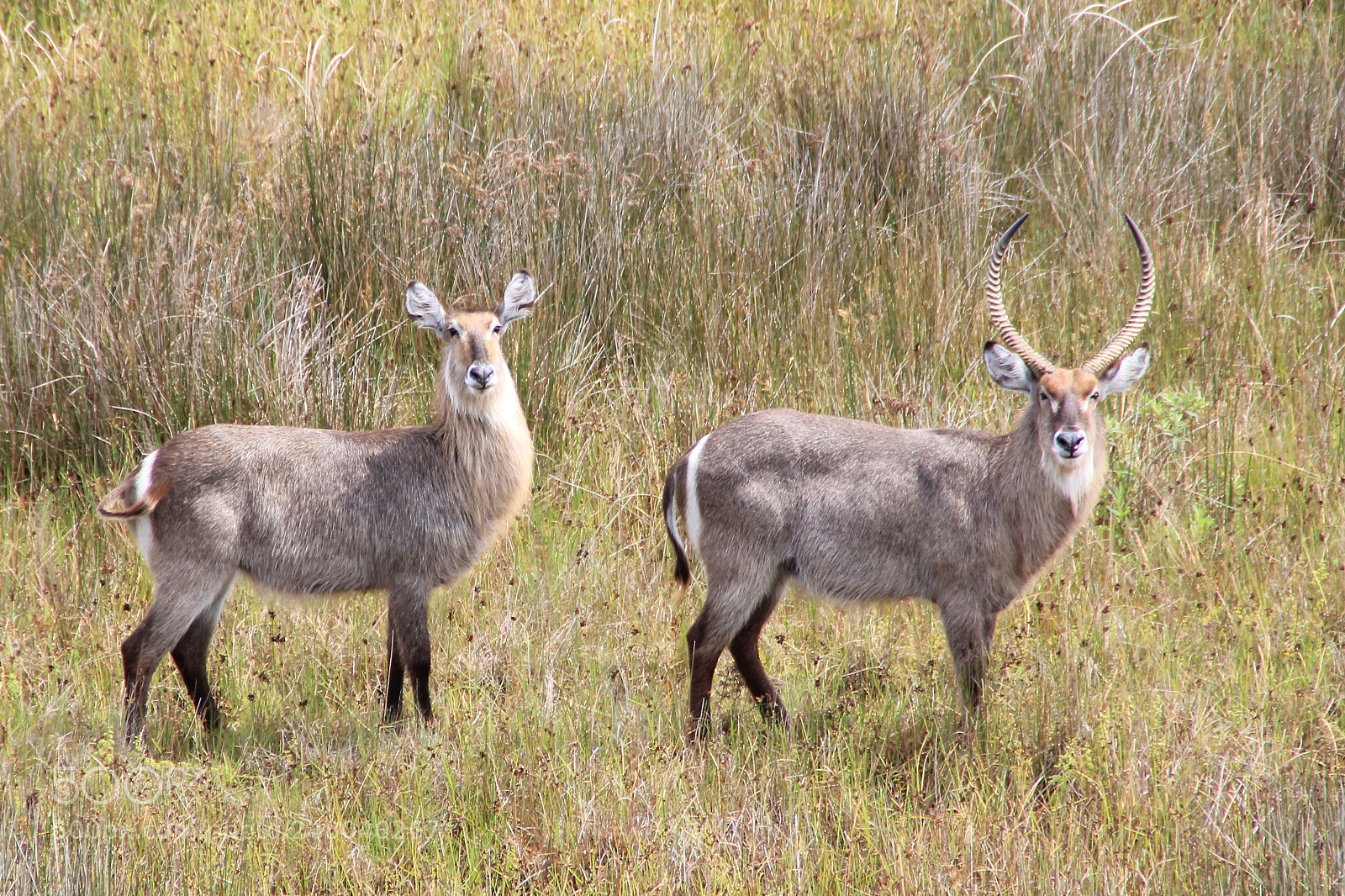 Canon EOS 550D (EOS Rebel T2i / EOS Kiss X4) sample photo. Mr. and mrs. waterbuck photography