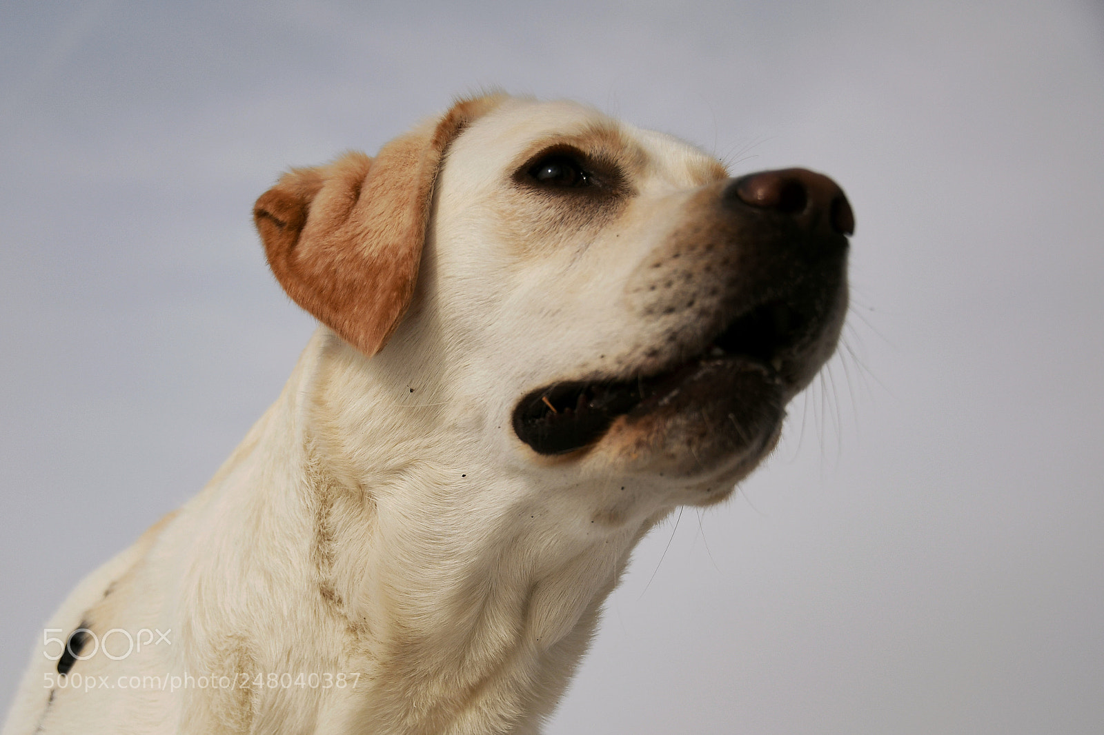Nikon D7500 sample photo. Tessel photography