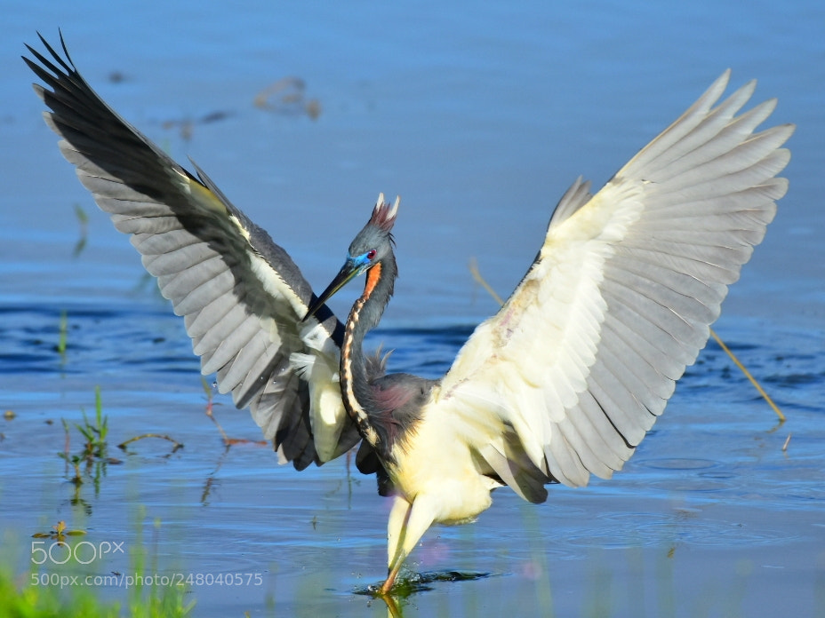 Nikon D7200 sample photo. Heron 27 - little devil photography
