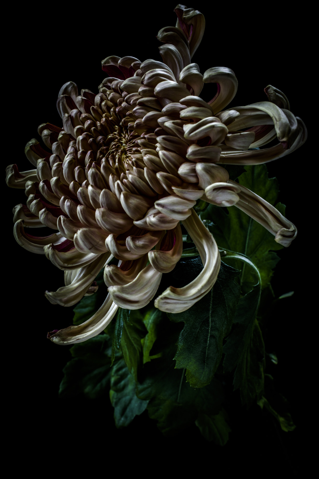 Sigma sd Quattro sample photo. 脅嚇 photography