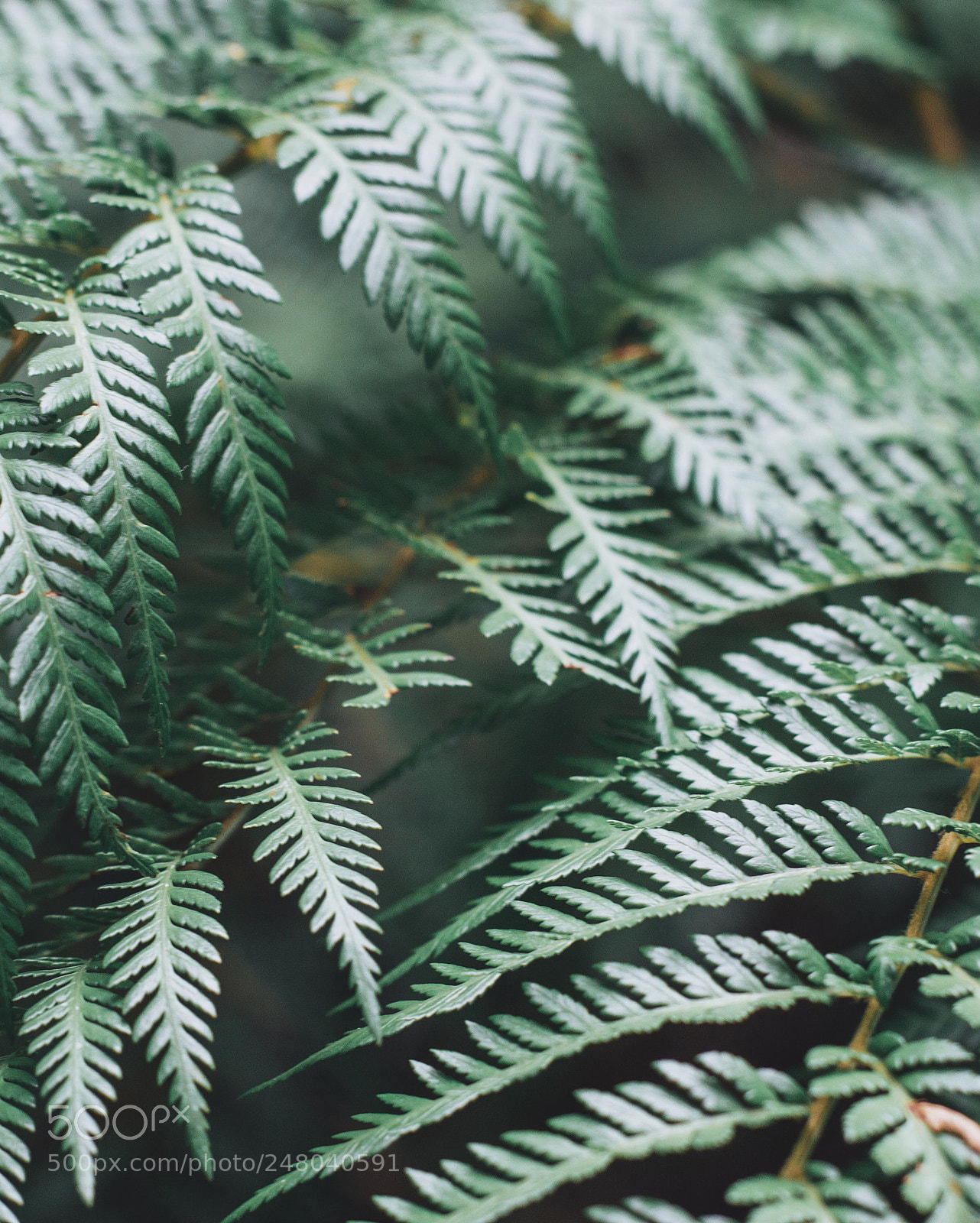 Nikon D3200 sample photo. Patagonian fern photography