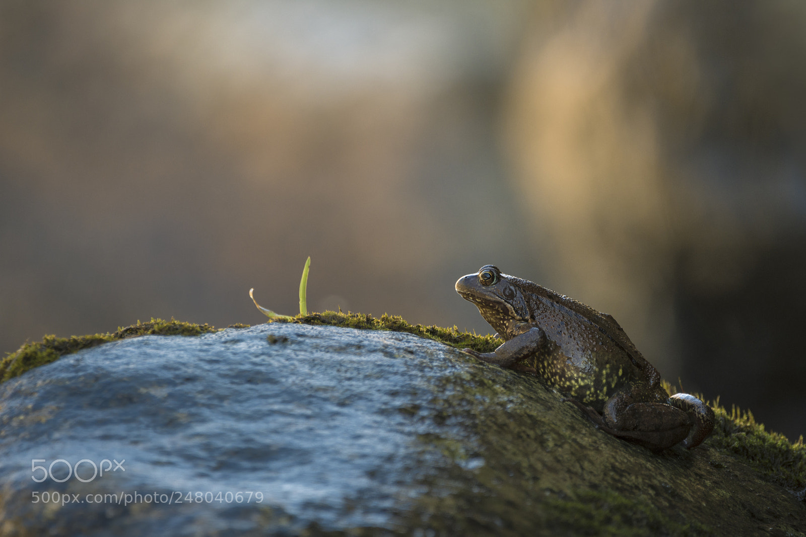 Nikon D7200 sample photo. Toad photography